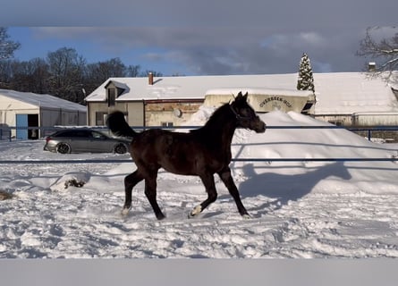 Hanoverian, Mare, 1 year, Grey