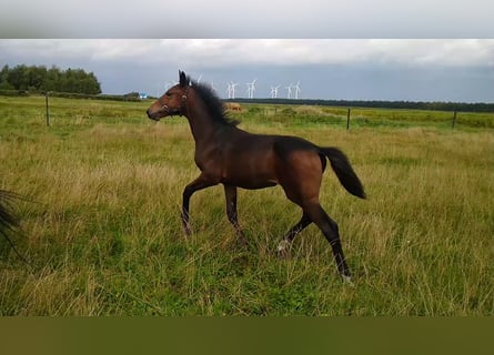 Hanoverian, Mare, 1 year