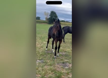 Hanoverian, Mare, 1 year