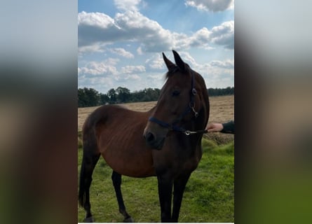 Hanoverian, Mare, 20 years, 16 hh, Brown