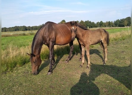 Hanoverian, Mare, 20 years, 16 hh, Brown