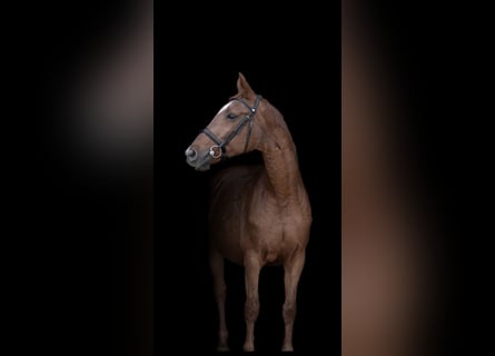 Hanoverian, Mare, 21 years, 16 hh, Chestnut-Red