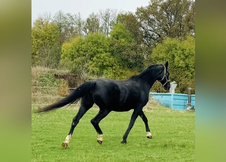 Hanoverian, Mare, 23 years, 16,2 hh, Black