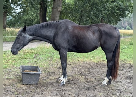 Hanoverian, Mare, 29 years, 15,2 hh, Black