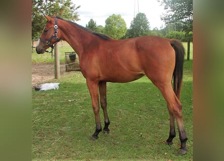 Hanoverian, Mare, 2 years, 14.3 hh, Brown