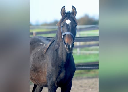 Hanoverian, Mare, 2 years, 15,1 hh, Bay-Dark