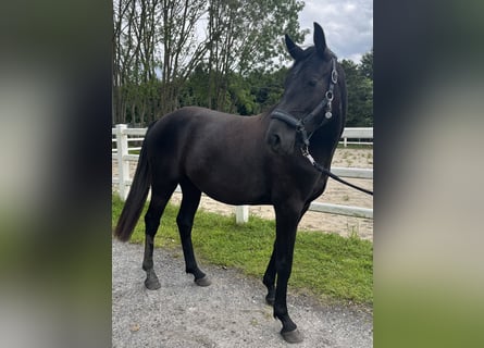 Hanoverian, Mare, 2 years, 15.1 hh, Grey