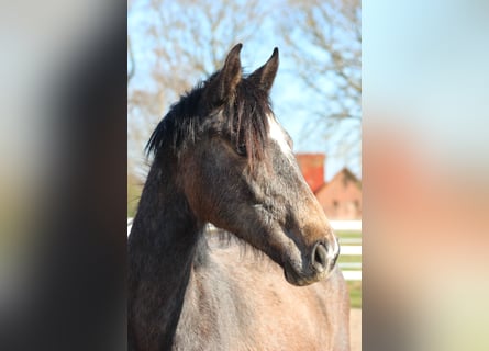 Hanoverian, Mare, 2 years, 15.2 hh, Can be white