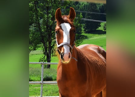 Hanoverian, Mare, 2 years, 15,2 hh, Chestnut-Red