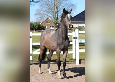 Hanoverian, Mare, 2 years, 15,2 hh, Grey