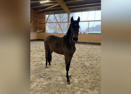 Hanoverian, Mare, 2 years, 15,3 hh, Brown