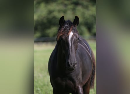 Hanoverian, Mare, 2 years, 16,1 hh, Black