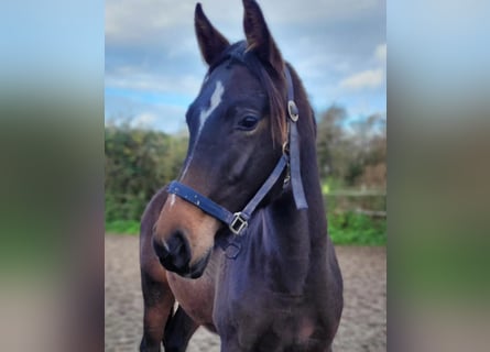 Hanoverian, Mare, 2 years, 16.1 hh, Brown