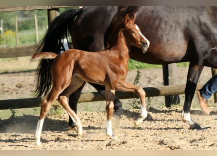 Hanoverian, Mare, 2 years, 16.1 hh, Chestnut-Red