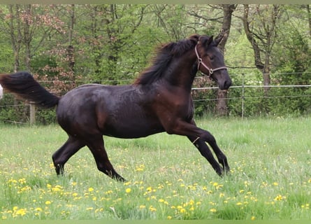 Hanoverian, Mare, 2 years, 16,1 hh, Smoky-Black