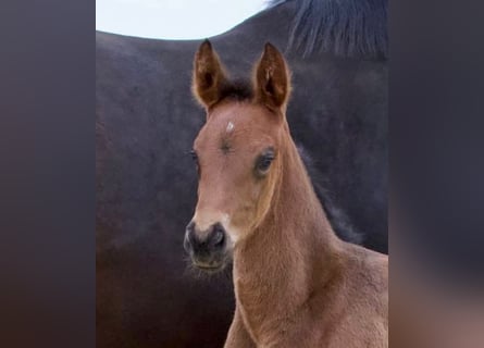 Hanoverian, Mare, 2 years, 16.2 hh, Bay-Dark