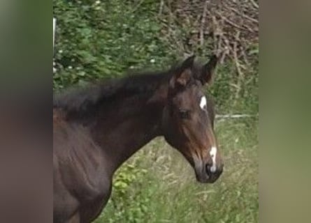 Hanoverian, Mare, 2 years, 16.2 hh, Brown