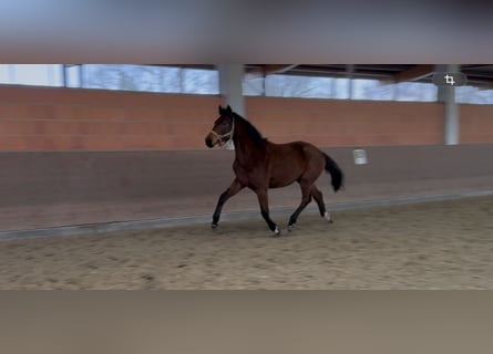 Hanoverian, Mare, 2 years, 16.2 hh, Brown