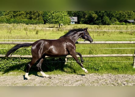 Hannoveraner, Stute, 2 Jahre, 16,3 hh, Rappe