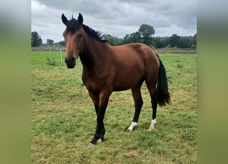 Hanoverian, Mare, 2 years, 16.3 hh, Brown