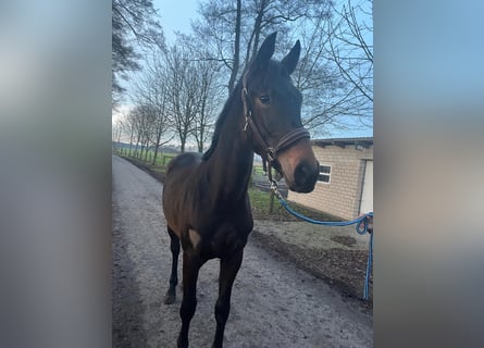 Hanoverian, Mare, 2 years, 16,3 hh, Brown