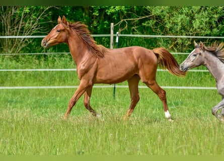 Hanoverian, Mare, 2 years, 16.3 hh