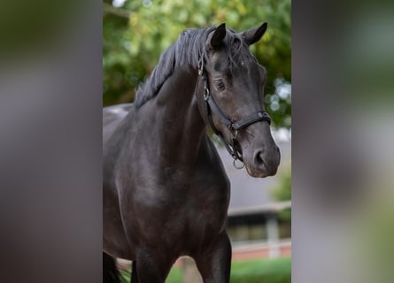 Hanoverian, Mare, 2 years, 16 hh, Black