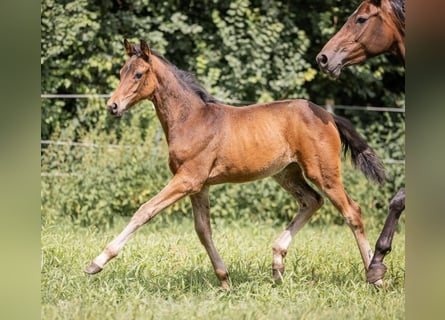 Hanoverian, Mare, 2 years, 16 hh, Brown
