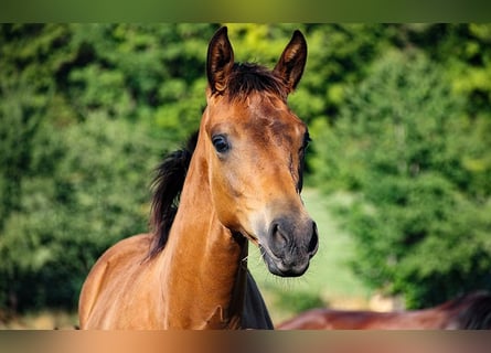 Hanoverian, Mare, 2 years, 16 hh, Brown