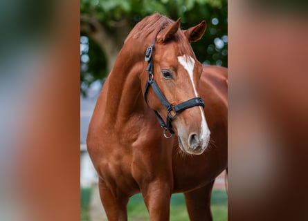 Hanoverian, Mare, 2 years, 16 hh, Chestnut-Red
