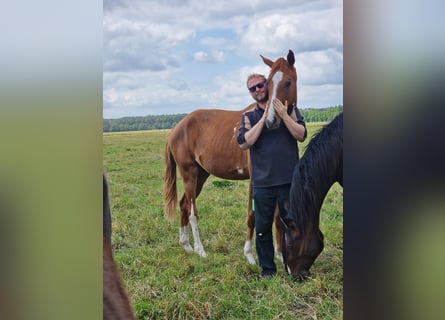 Hanoverian, Mare, 2 years, 16,1 hh, Chestnut-Red