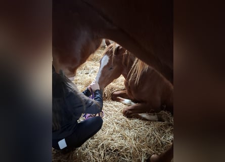Hanoverian, Mare, 2 years, 16,1 hh, Chestnut-Red