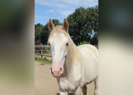 Hanoverian, Mare, 2 years, 16,1 hh