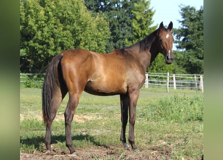 Hanoverian, Mare, 2 years, 16,2 hh, Bay-Dark