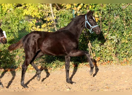 Hanoverian, Mare, 2 years, 16,2 hh, Black