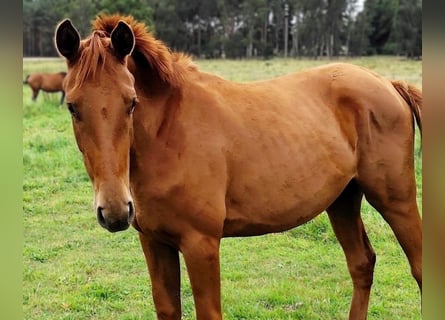 Hanoverian, Mare, 2 years, 16,2 hh, Chestnut-Red