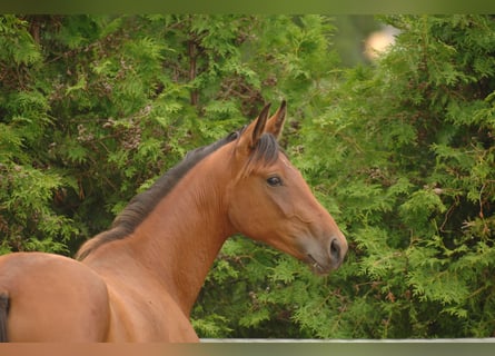 Hanoverian, Mare, 2 years, 17 hh, Brown