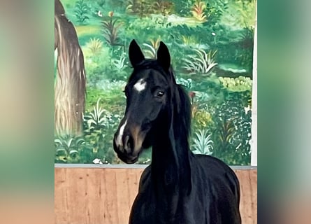 Hanoverian, Mare, 2 years, Bay-Dark