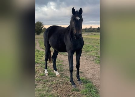 Hanoverian, Mare, 2 years, Black