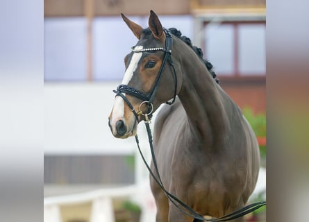 Hanoverian, Mare, 2 years, Brown