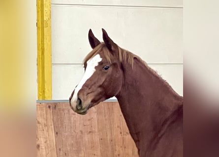 Hanoverian, Mare, 2 years, Chestnut-Red