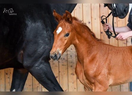 Hanoverian, Mare, 2 years, Chestnut-Red