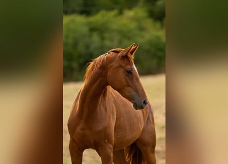 Hanoverian, Mare, 2 years, Chestnut-Red