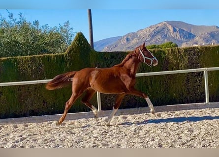 Hanoverian, Mare, 2 years, Chestnut-Red