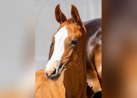 Hanoverian, Mare, 2 years