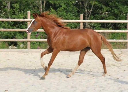 Hanoverian, Mare, 3 years, 14,3 hh, Chestnut-Red