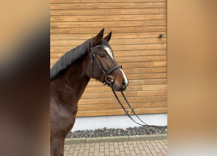 Hanoverian, Mare, 3 years, 15,2 hh, Bay-Dark