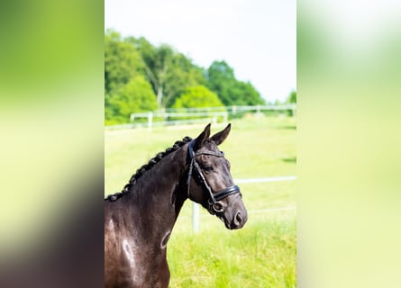 Hanoverian, Mare, 3 years, 15.2 hh, Black