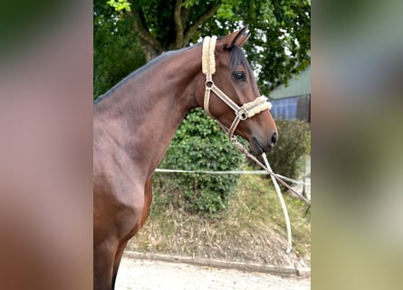 Hanoverian, Mare, 3 years, 15,2 hh, Brown