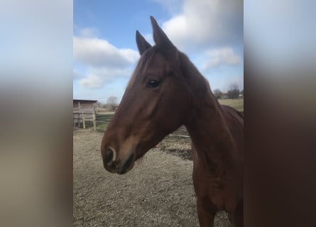 Hanoverian, Mare, 3 years, 15,2 hh, Chestnut-Red